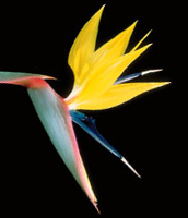 Bird of Paradise