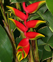 Bird of Paradise