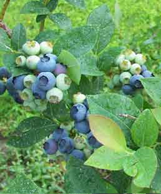 blueberries