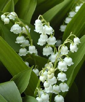  Lily of the valley