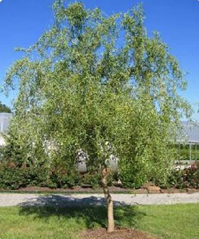 Corkscrew willow