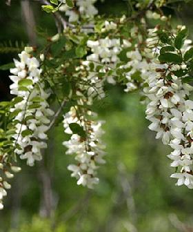 Free Locust tree - Totally Free