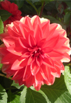 Dahlia Picture