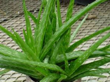 aloe vera