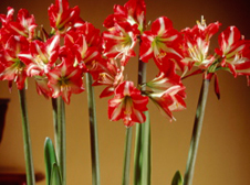 Amaryllis Flowers