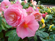 Begonia Flower