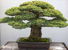 Bonsai Plant