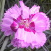 Carnation Picture