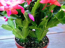 Christmas Cactus