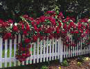 Climbing Roses Picture