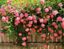 Climbing Roses Picture