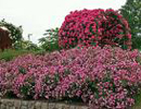 Climbing Roses Picture