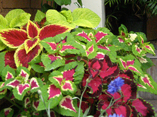 Coleus