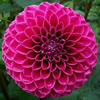 Dahlia Picture