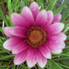 Gazania Picture