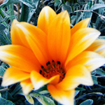 Gazania Linearis