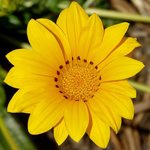 gazania rigens