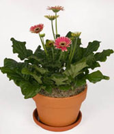 Free Plants