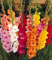 Free Bulbs
