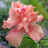 Hibiscus Picture