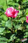 Hybrid Tea Roses Picture