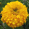 Marigold Picture