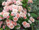 Climbing Roses Picture