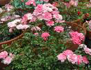 Climbing Roses Picture