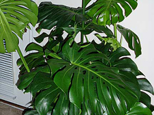 Philodendrons