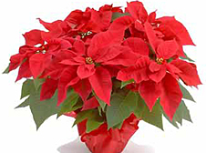 Poinsettias