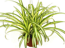 Spider Plant