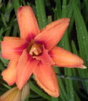 lily