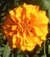 marigold