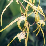 Brassia