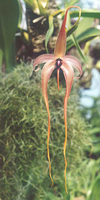 Bulbophyllum