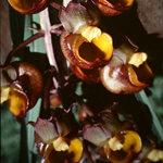 Catasetum