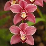 Cymbidium