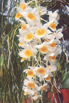 Dendrobium