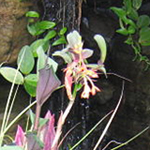 Epidendrum