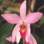 Laelia