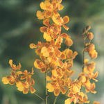 Oncidium