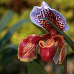 Paphiopedilum