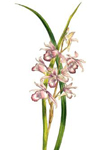 Phaius