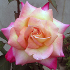 rose