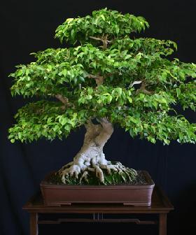  Ficus