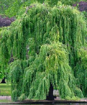  Weeping willow