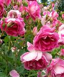 Shrub Rose