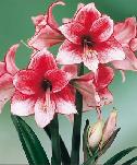 Amaryllis