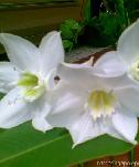 Amazon lily