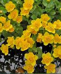 Marsh marigold